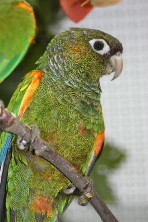 demerarasittich033.jpg