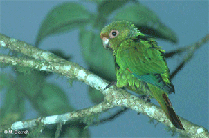 eloro0.gif