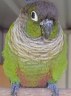 gruenwangenrotschwanzsittich...pyrrhuram.molinae04.jpg