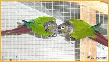 matogrossogruenwangenrotschwanzsittich...pyrrhuram.sordida.jpg