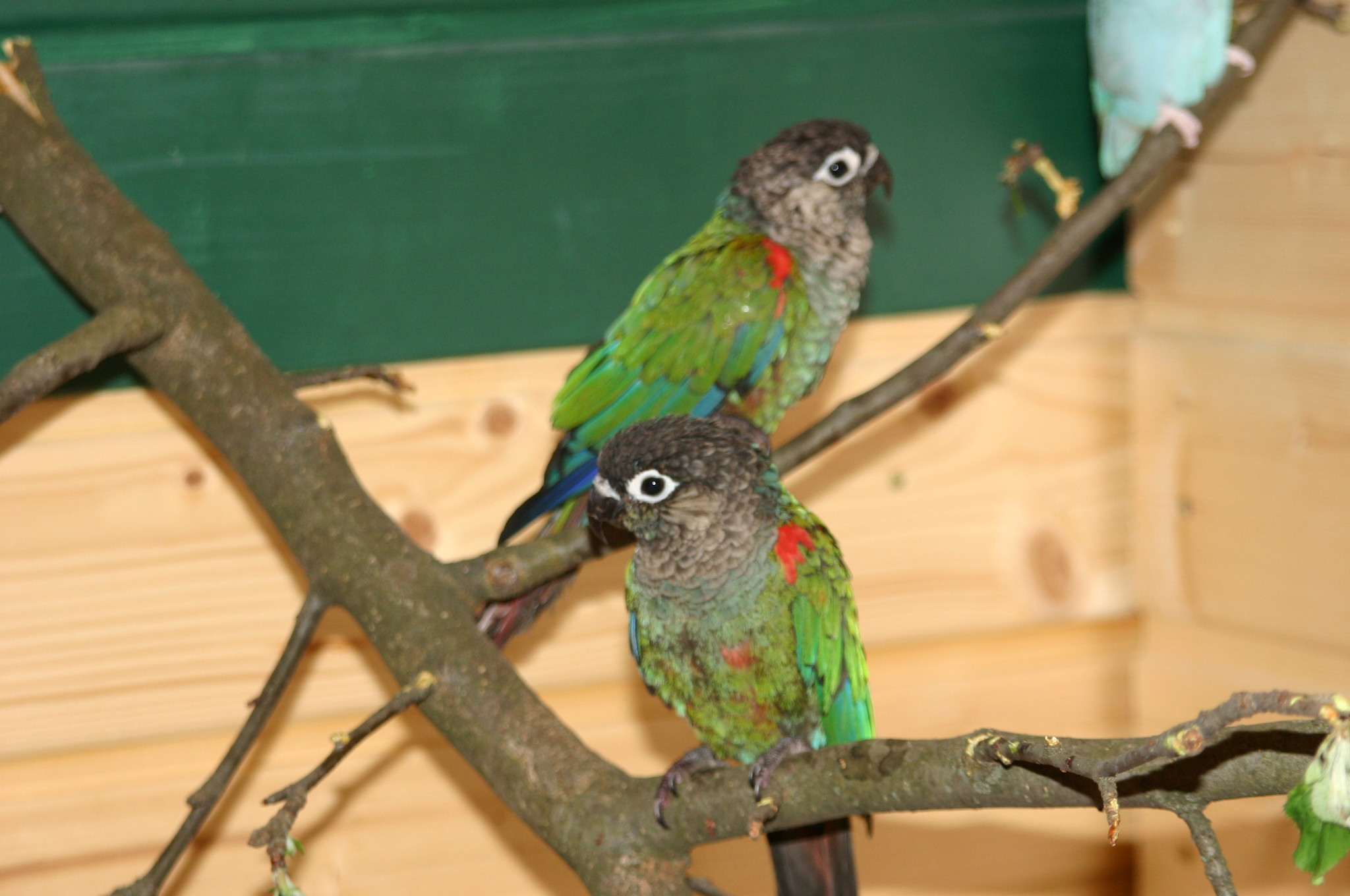 miritibablausteiss052.jpg