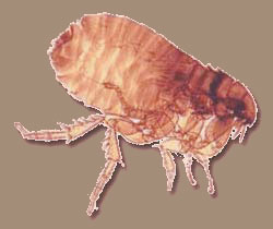 Die Infektion der Nerven von den Parasiten
