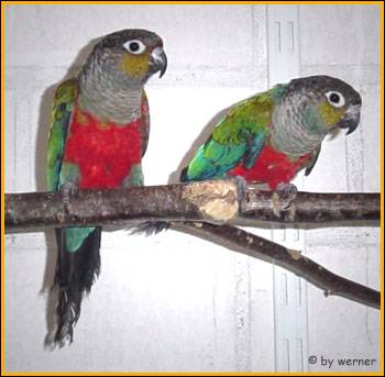 rotbauchsittich...pyrrhurap.rhodogaster.jpg