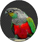 rotbauchsittich...pyrrhurap.rhodogaster05.gif