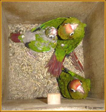 rotkopfsittich...pyrrhurarhodocephala0.jpg