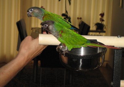 salvadoriweissohrsittich...pyrrhural.griseipectus05.jpg